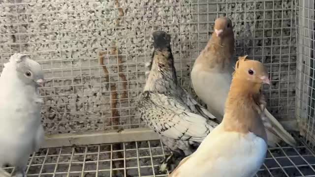 Homer Pigeon, farm video