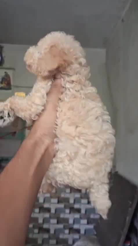 Standard Poodle Puppy, farm video