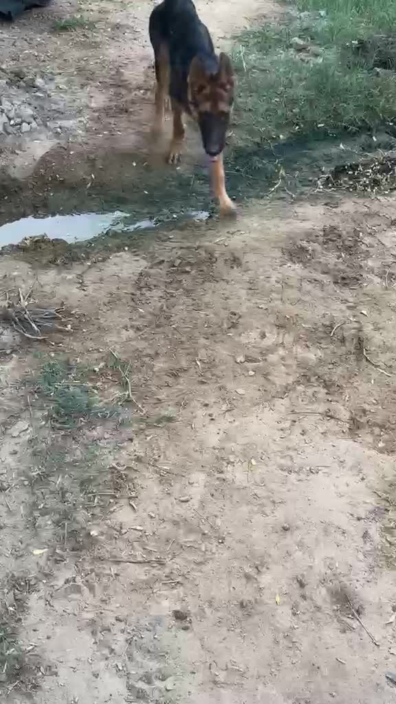 German Shepherd Puppy | Z Black, farm video