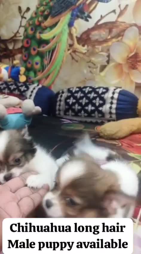 Chihuahua Puppy, farm video
