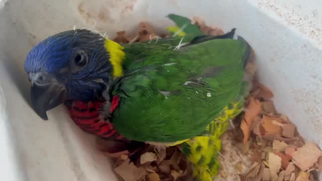 Chattering Lorikeet, farm video