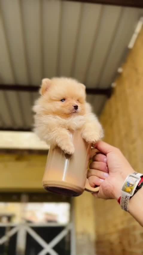 Toy Poodle Puppy, farm video