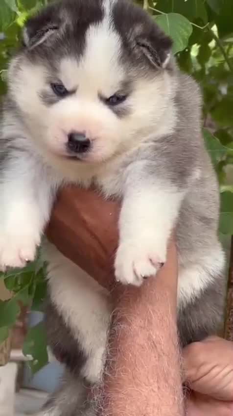 Siberian Husky Puppy | Black & White Color, farm video