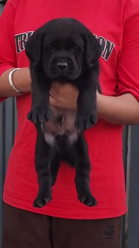 Beagle Black & Tan Puppy, farm video