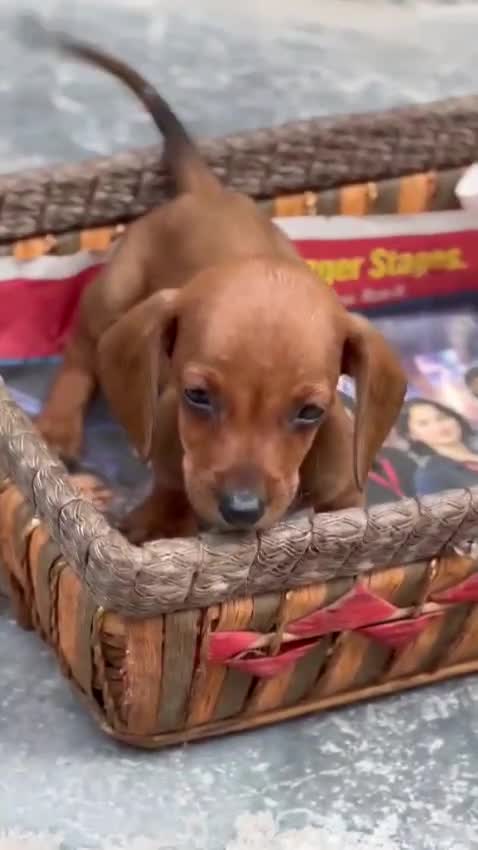 Dachshund Puppy, farm video