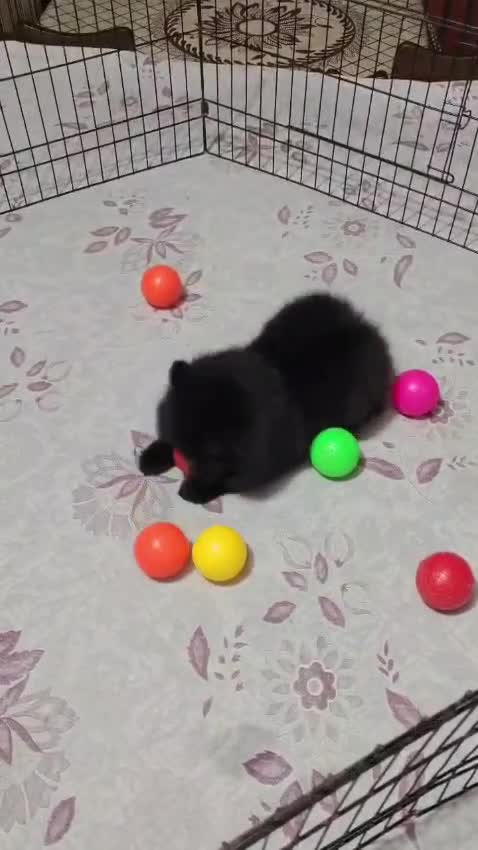 Culture Toy Pom Puppy, farm video
