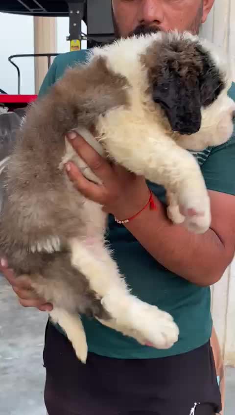 Saint Bernard Puppy, farm video