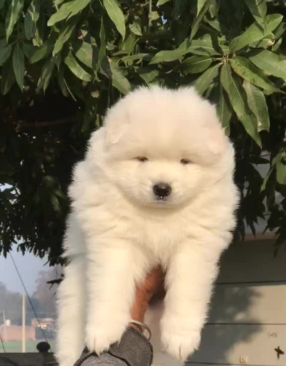 Dachshund Puppy, farm video