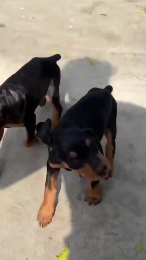 Dachshund Puppy, farm video