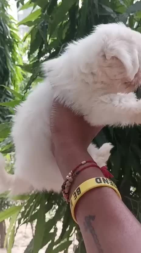 Maltese Puppy | White, farm video