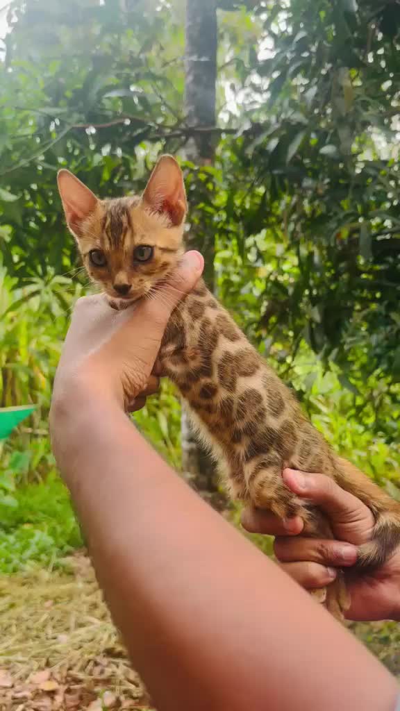 Bengal Kittens, farm video