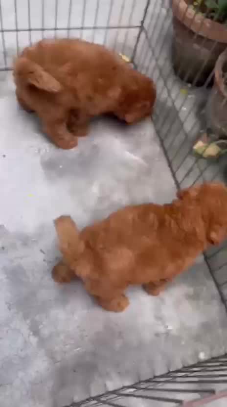 Toy Poodle Puppy, farm video