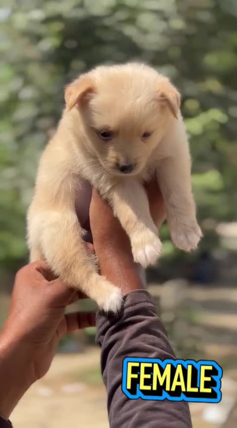 Culture Pom Puppy | White Color, farm video