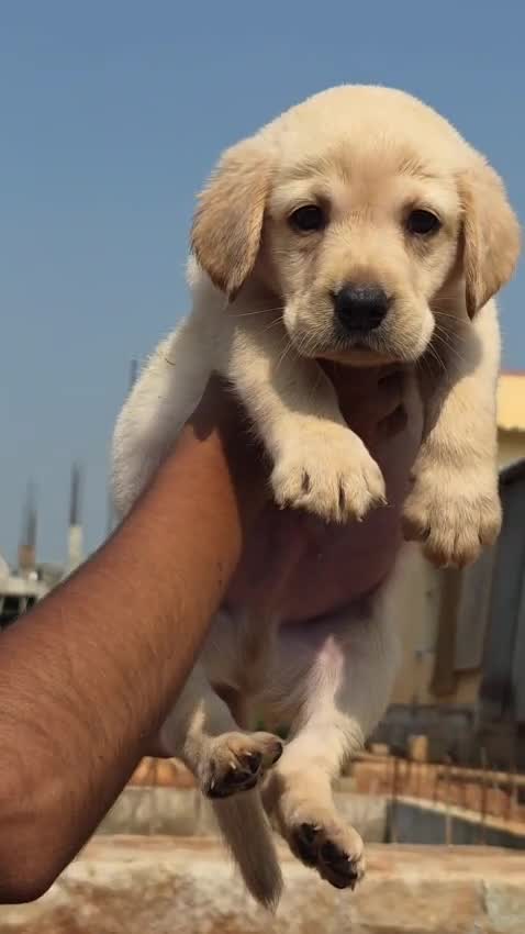 Beagle Black & Tan Puppy, farm video