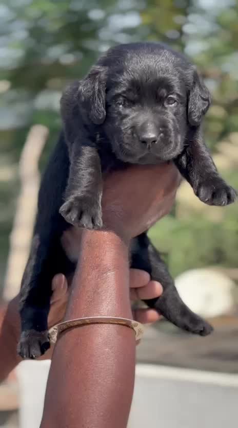 Beagle Black & Tan Puppy, farm video