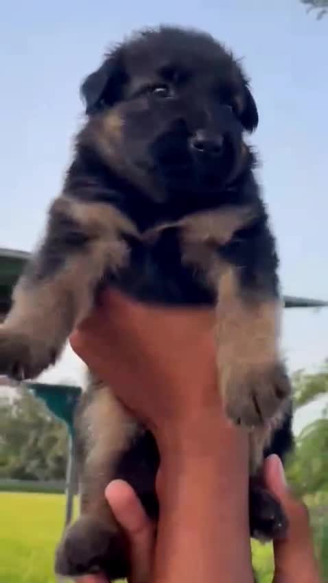 German Shepherd Puppy, farm video