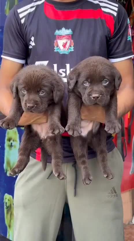 Beagle Black & Tan Puppy, farm video