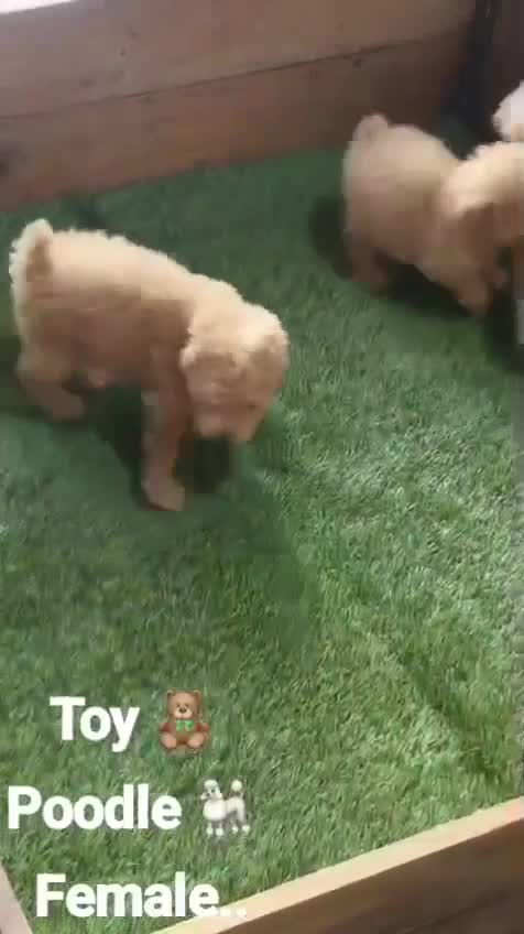 Toy Poodle Puppy, farm video