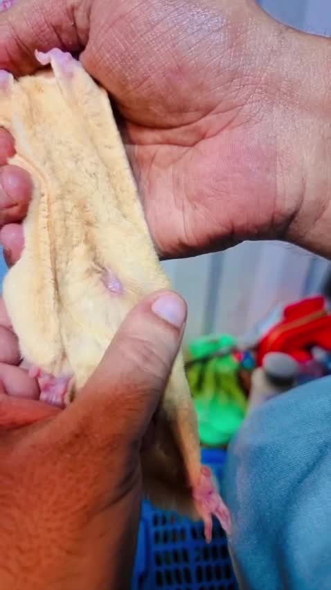 Sugar Glider | Grey, farm video