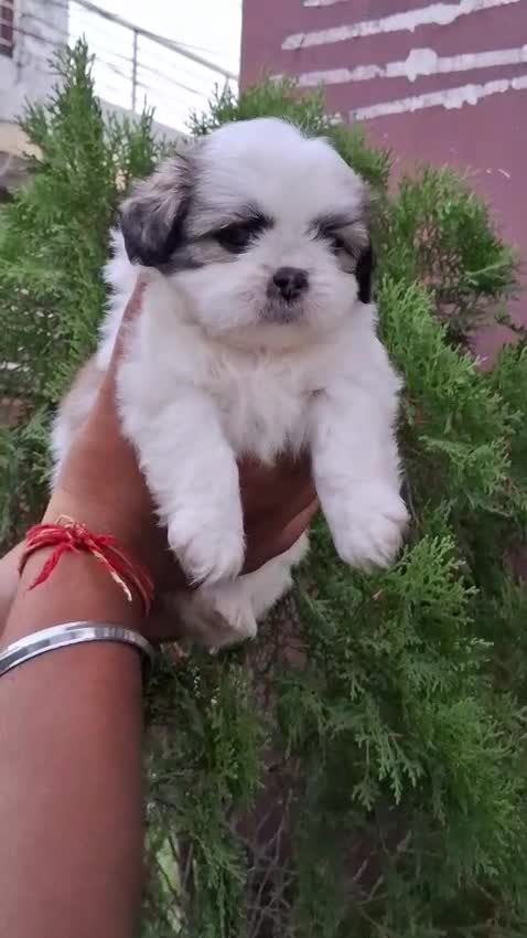 Shih Tzu Puppy Brown & White, farm video