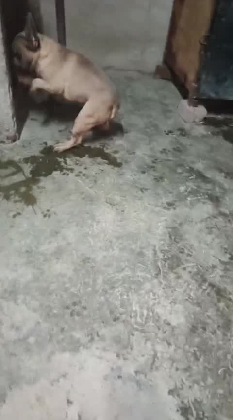 French Bulldog Puppy | Fawn, farm video