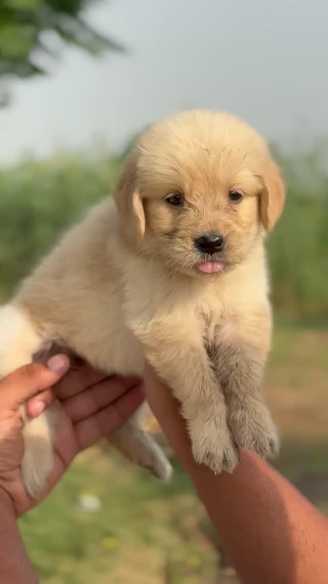 Golden Retriever, farm video