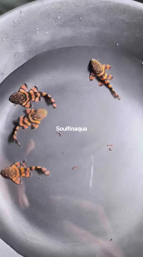 Pleco, farm video