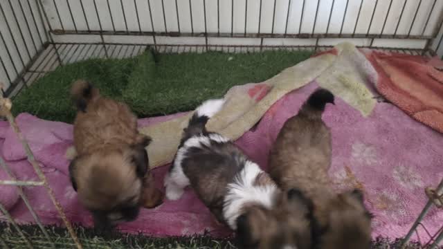 Shih Tzu Puppy Brown & White, farm video