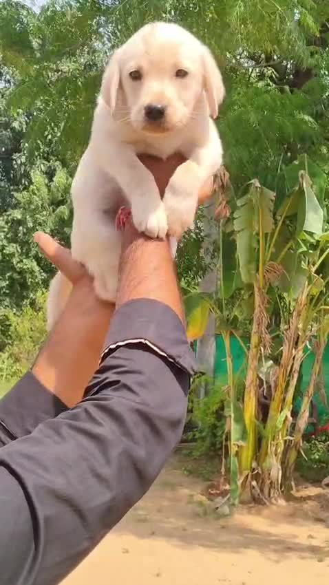 Beagle Black & Tan Puppy, farm video