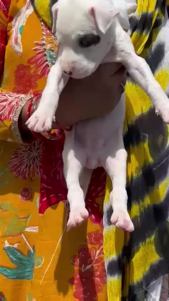 Dachshund Puppy, farm video