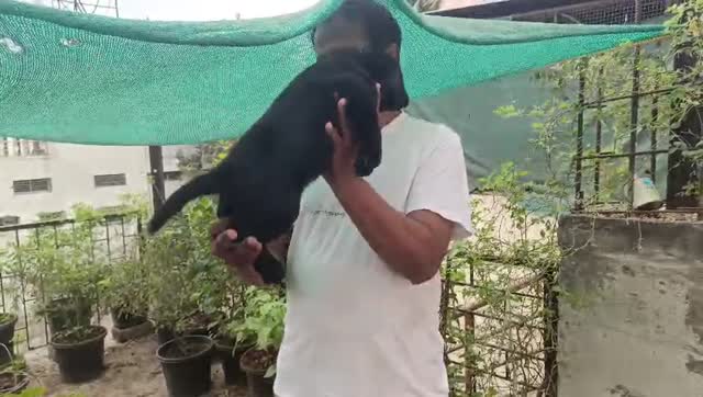 Beagle Black & Tan Puppy, farm video
