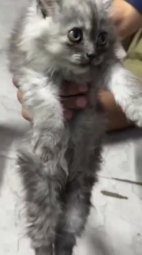 Dachshund Puppy, farm video