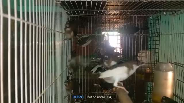 Bengal Kittens, farm video