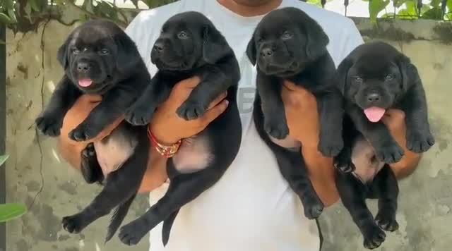 Dachshund Puppy, farm video