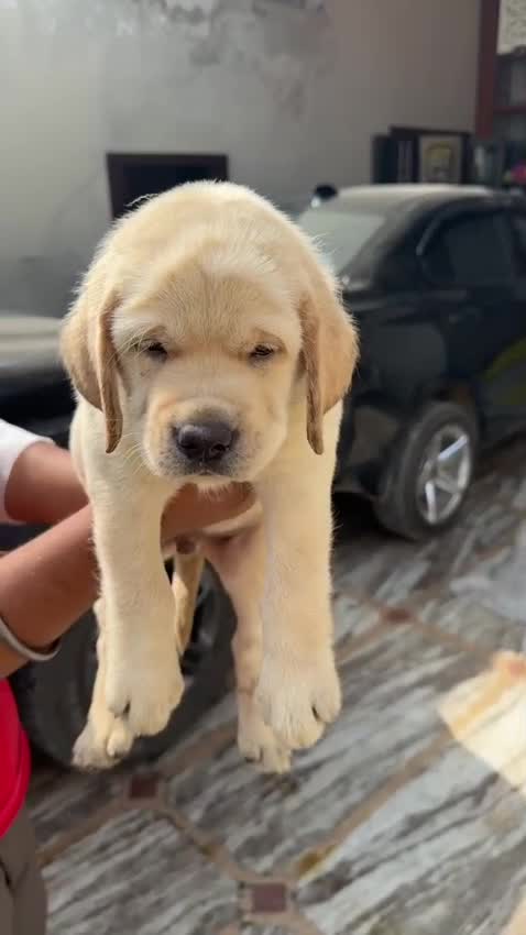 Golden Retriever, farm video