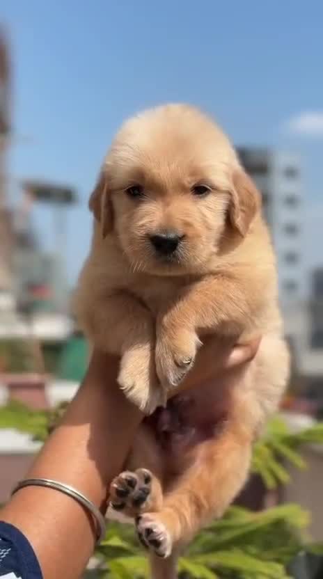 Golden Retriever, farm video