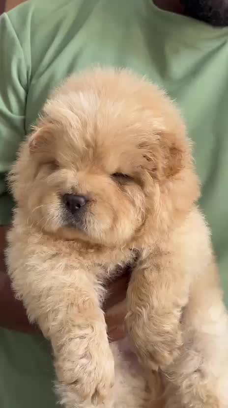 Chow Chow Puppy | Cream Color, farm video