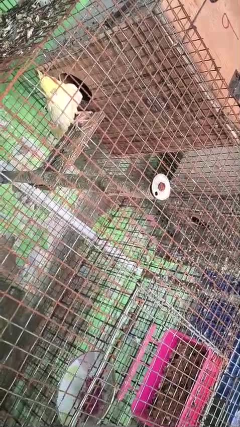 Cockatiel | Albino, farm video