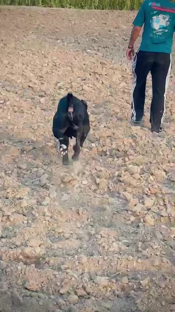 Cane Corso Puppy, farm video