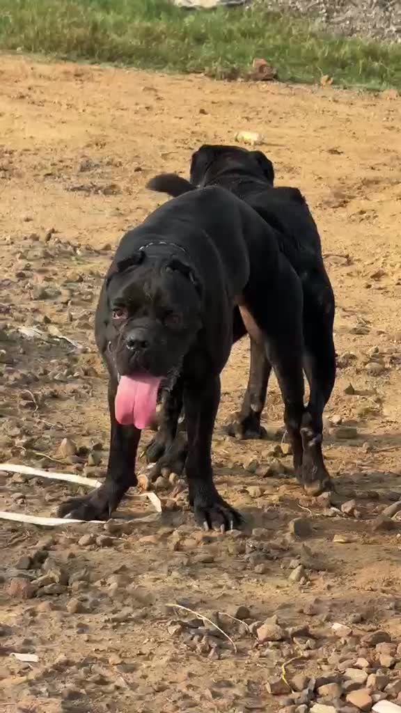 Cane Corso Puppy, farm video