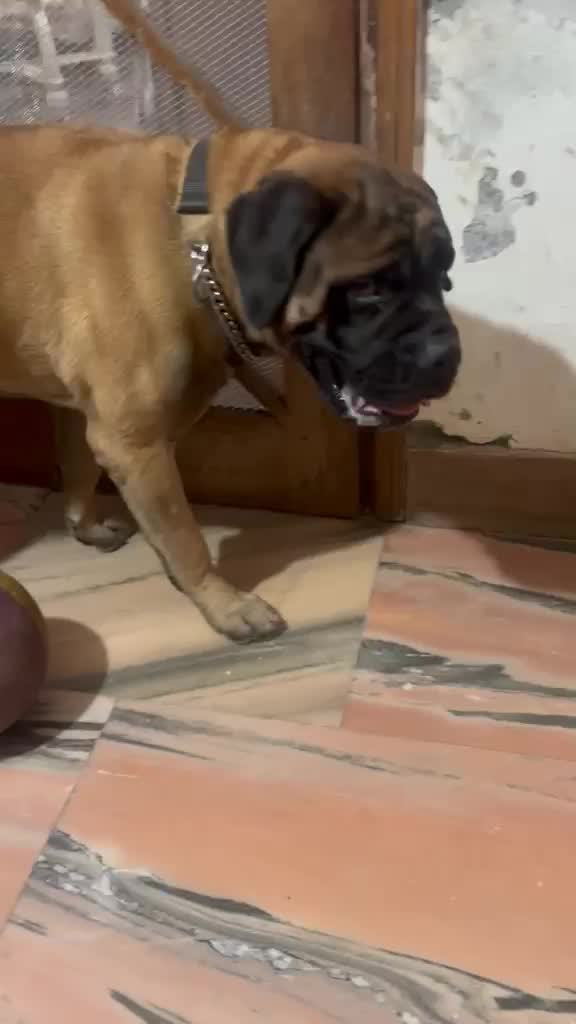 French Mastiff Puppy, farm video