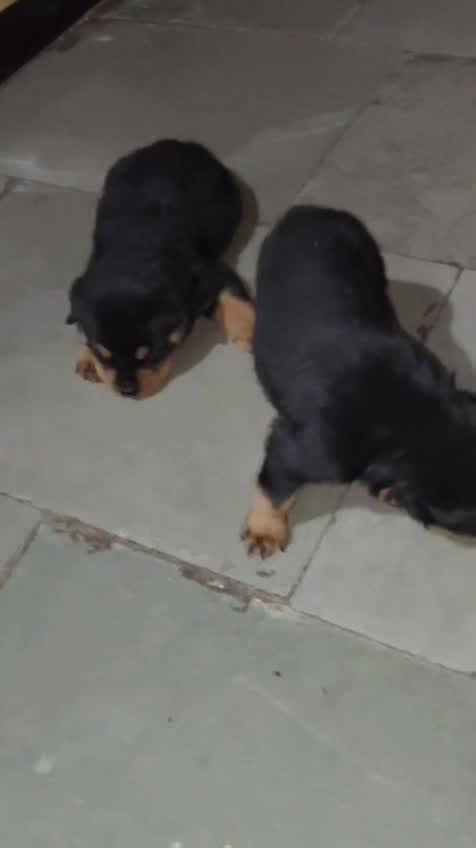 Rottweiler Puppy, farm video