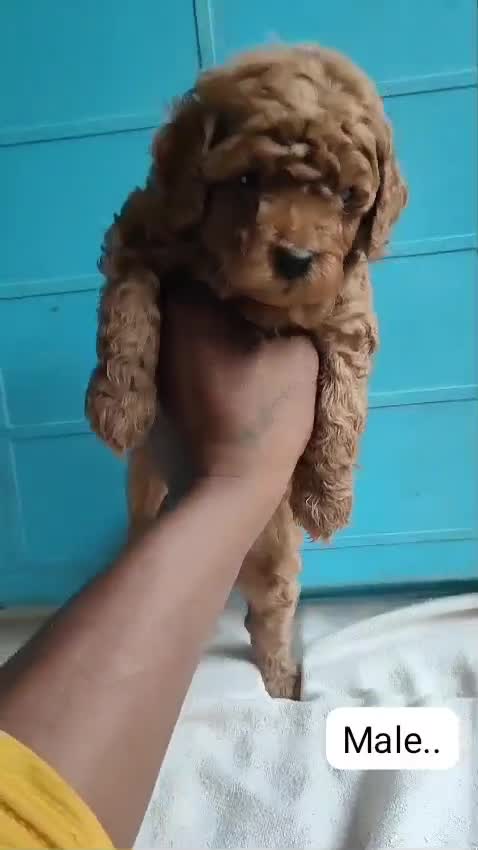 Toy Poodle Puppy, farm video