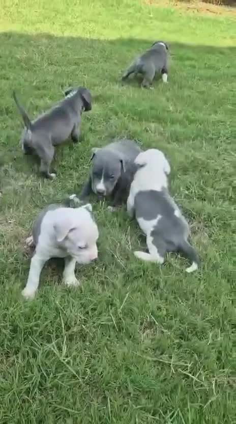 American Bully Standard Size Puppy, farm video