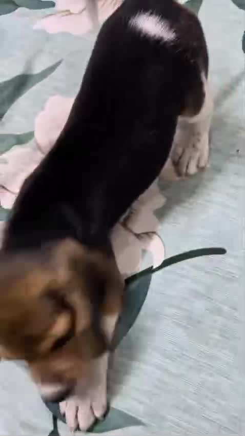 Beagle Black & Tan Puppy, farm video