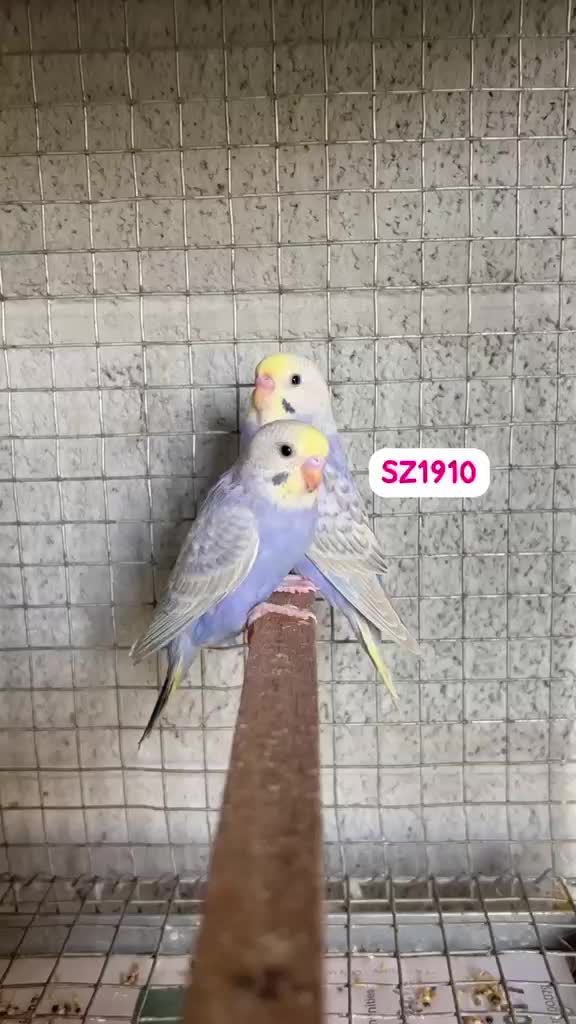 Budgies, farm video