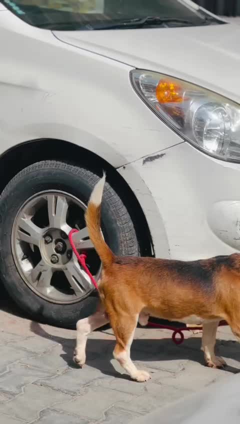 Beagle Black & Tan Puppy, farm video