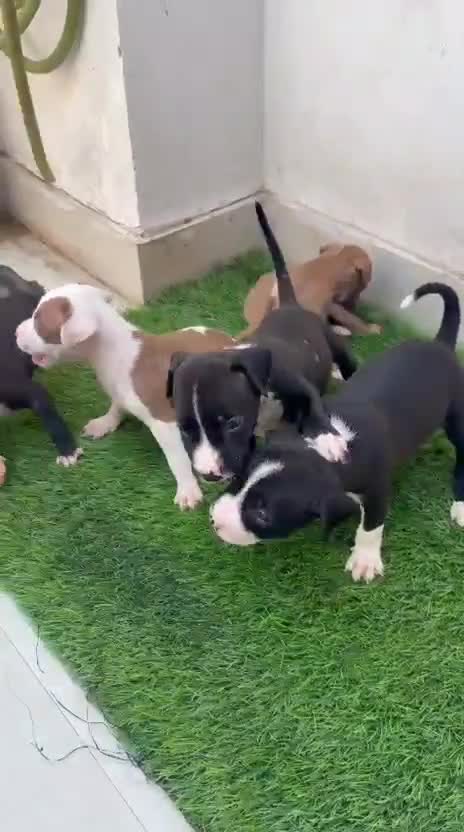 Dachshund Puppy, farm video