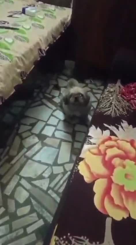 Shih Tzu | Tri Color Puppy, farm video