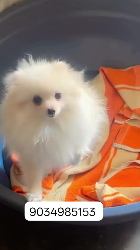 Orignal Toy Pom Puppy | Teacup Pom, farm video